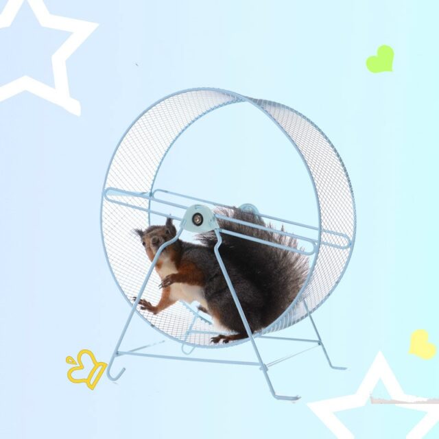 Metal Exrcise Wheel for Small Pets