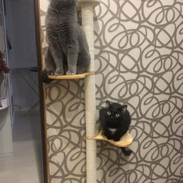 Cat’s Hanging Scratching Tree