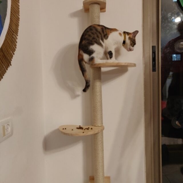 Cat’s Hanging Scratching Tree