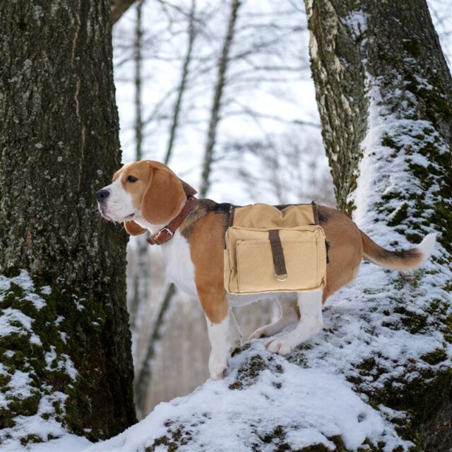 Dog’s Travel Harness Vest with Pockets