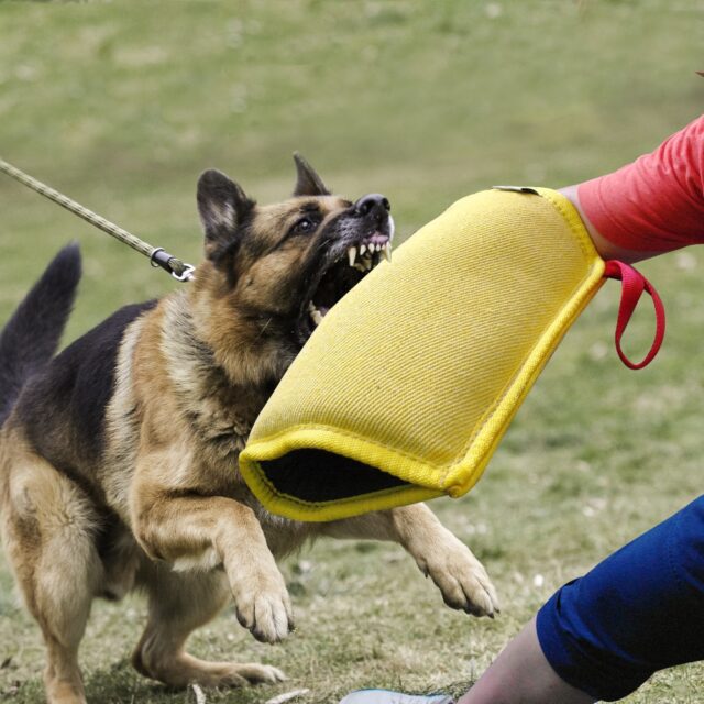 Dog’s Training Bite Sleeve
