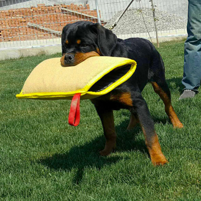 Dog’s Training Bite Sleeve