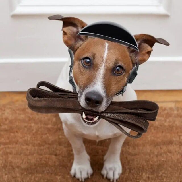 Adjustable Pet Helmet for Dogs