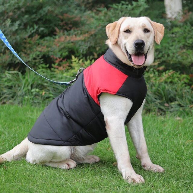 Ultimate Comfort Waterproof Dog Winter Jacket