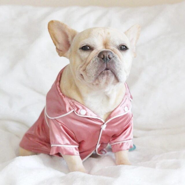 Luxury Pet Dog Pajamas